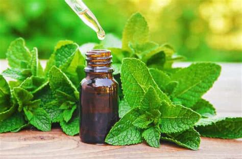 6 Amazing Benefits of Peppermint Oil - BlackDoctor.org