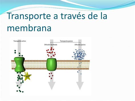 Membrana Plasmatica E Transporte - 6