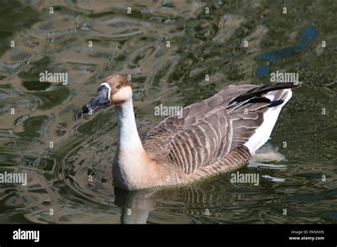 Swan Goose Anser Cygnoides Stock Photo Alamy