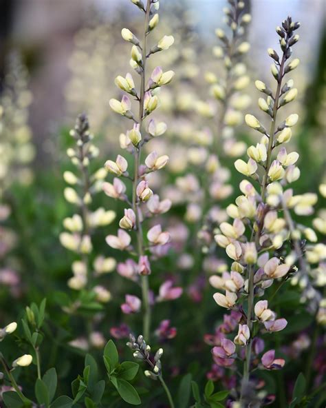 Pink Lemonade Baptisia... - The Southerner's Northern Garden