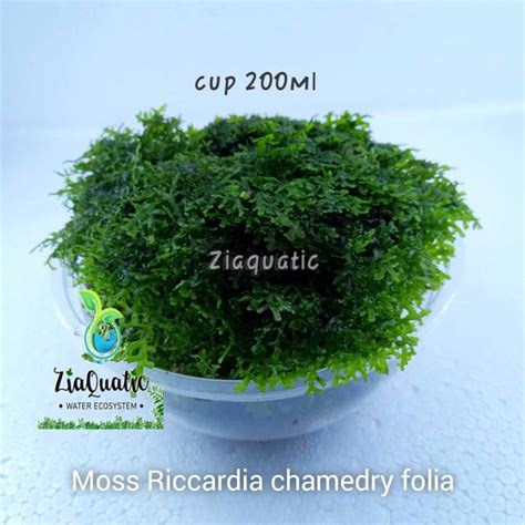 Jual Tanaman Aquascape Aquarium Moss Riccardia Chamedry Folia Indonesia