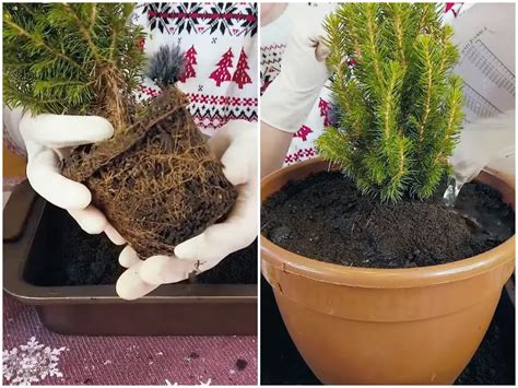 Какие нужны условия для елки в горшке, чтобы она дожила до весенней ...