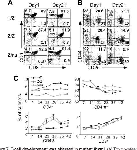 Figure 1 From Foxn1 Is Required To Maintain The Postnatal Thymic