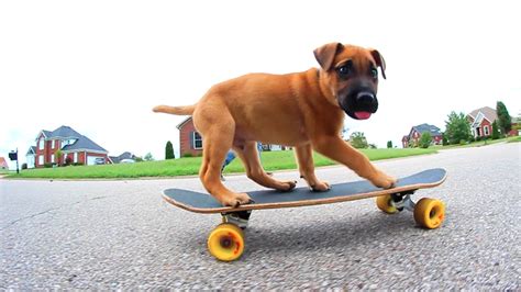 Puppys First Time Skateboarding Youtube