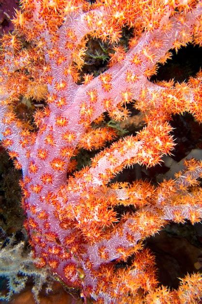 Árboles multiramificados bunaken national marine park indonesia Foto