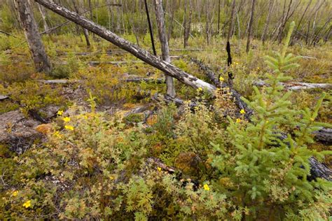 Crescimento Novo Após A Floresta Boreal Queimada Incêndio Florestal