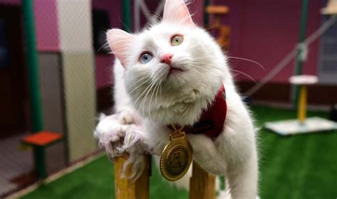 The 10 Most Famous Cats Of Turkey From Gli To Tombili