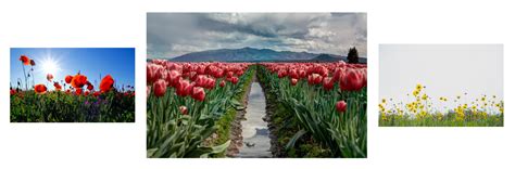 Triptych Photography Ideas And Tips For Stunning Image Sets