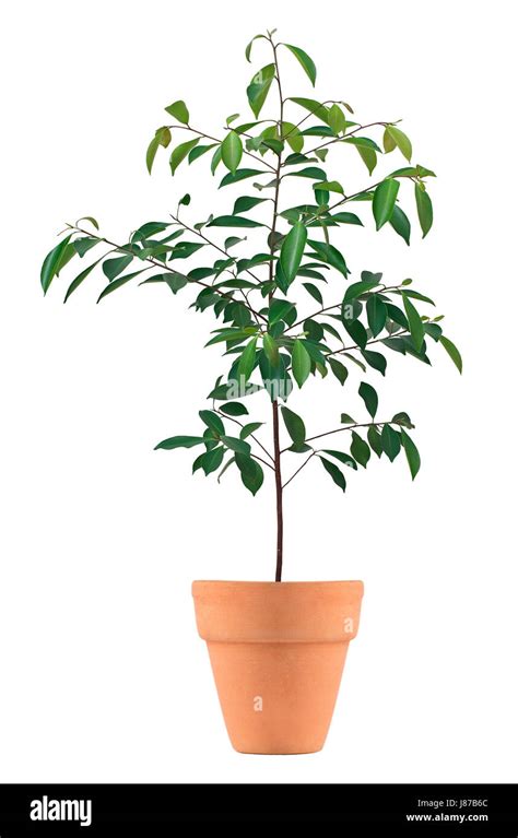 leaf tree small tiny  short growth lawn green plant