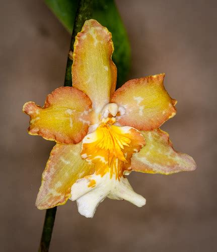 Golden Orchid | Golden Orchid at Longwood Gardens 2016_11_11… | Flickr