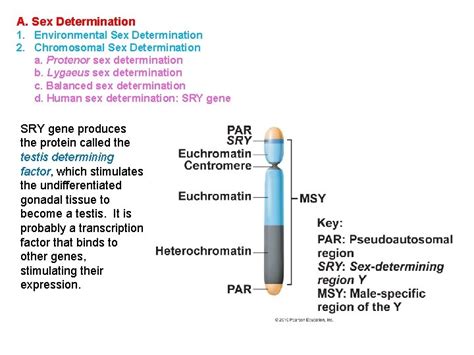 A Sex Determination Environmental Sex Determination