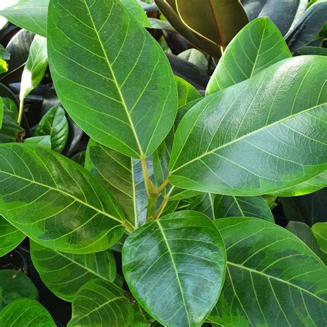Ficus altissima Yellow - Four Seasons Nursery