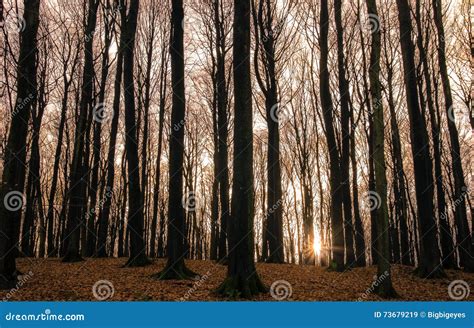 Redwood Forest Scenery Sunset Stock Image - Image of pine, sunny: 73679219