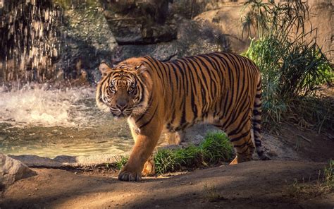 Tiger Landscape Wallpapers K Hd Tiger Landscape Backgrounds On