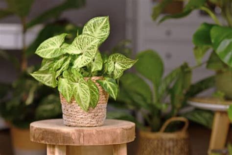 The Complete Guide To Arrowhead Plant Growing and Care
