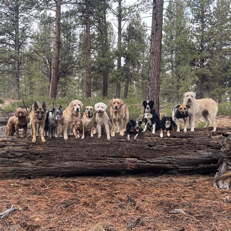 Bend Pet Adventures | Bend OR