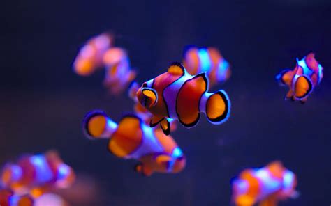 Clownfish Sea Life Aquarium Deep Blue Auckland HD Wallpaper Pxfuel