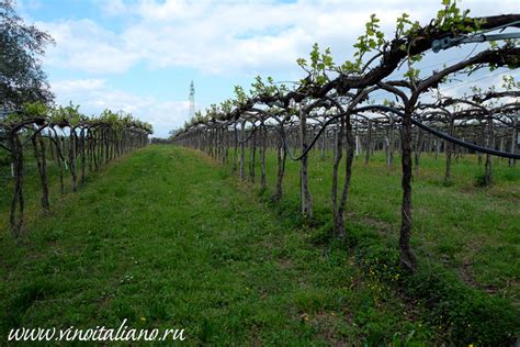 Giarola (Джарола). Винодельни Венето.