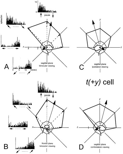 A D Elevation Tuning Curves For A T Y Neuron A And B Show Elevation