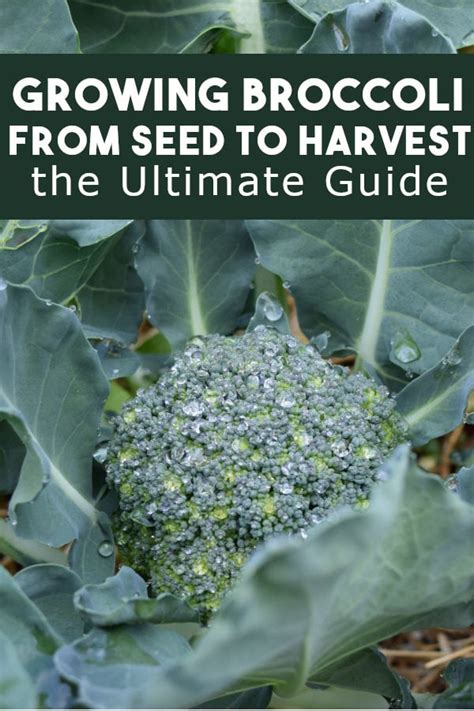 How To Grow Broccoli Easy Beginners Guide