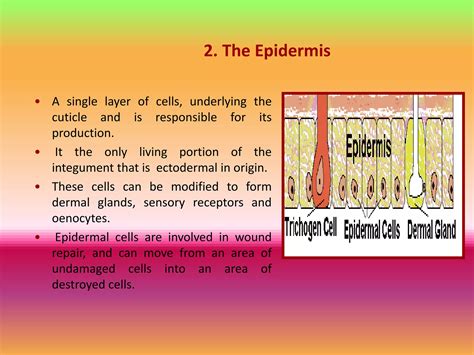 Insect Cuticle or The Insect Integument.pptx
