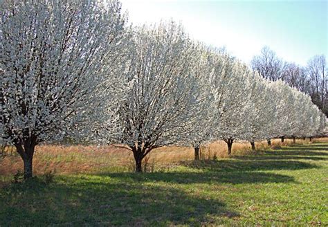 980 Bradford Pear Tree Stock Photos Pictures And Royalty Free Images