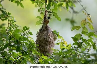 Hanging Tits Images Stock Photos Vectors Shutterstock