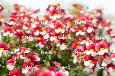 N1522643 Nemesia Hybride