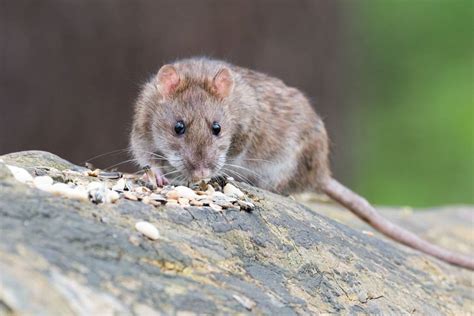 10 Examples of Rat Predators - Wildlife Informer