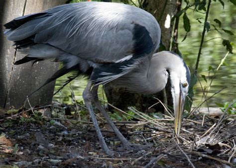 Great Blue Heron At Flamingo Clippix Etc Educational Photos For