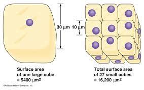 Biology Chapter 4 A Tour Of The Cells Flashcards Quizlet