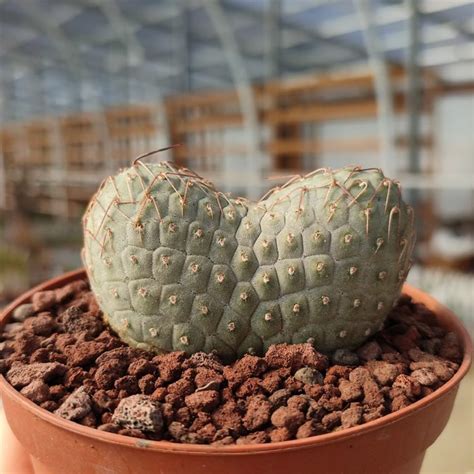 Tephrocactus Geometricus F Crested Giromagi Cactus And Succulents