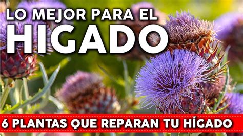 Plantas Que Reparan El H Gado De Forma Natural C Mo Usarlas Y C Mo