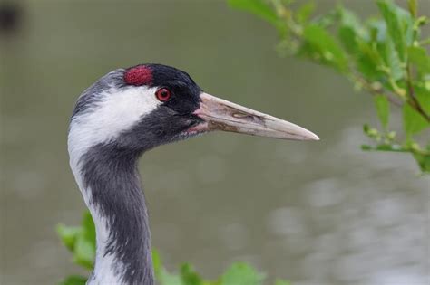 Premium Photo Head Shot Of A Common Crane