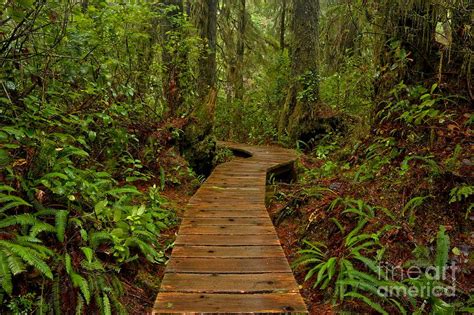 Pacific Rim Rainforest Trail Photograph by Adam Jewell - Pixels