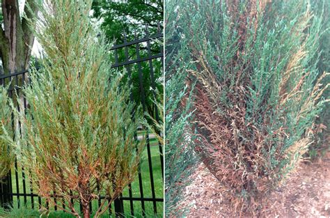 Можжевельник скальный: посадка и уход, размножение и обрезка, сорта с фото