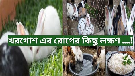 খরগোশ এর রোগের কিছু লক্ষণ খরগোশ পালন Khorgos Palon Grow Life Youtube