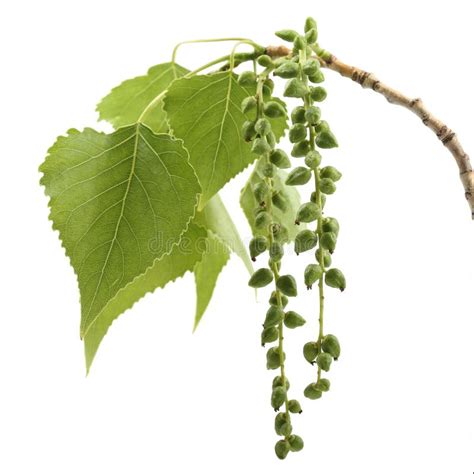 Branch Of Black Poplar Isolated On White Stock Image Image Of Macro