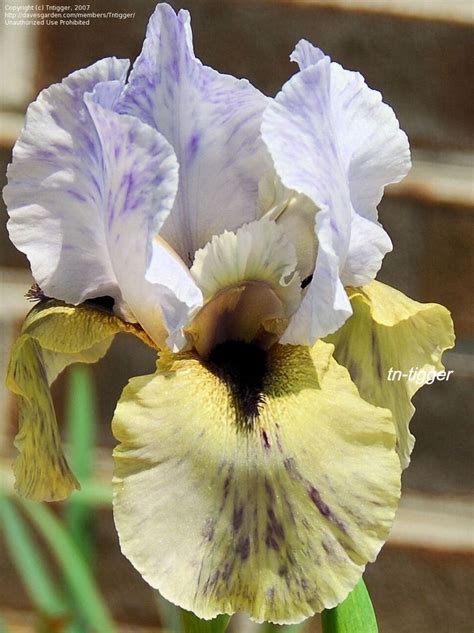 Ab Iris Germanica Chocolate Mint Tasco Iris Garden Iris