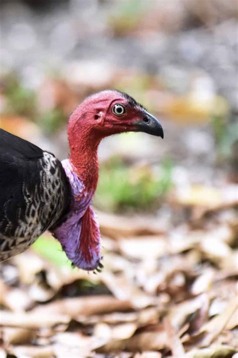 Turkey Aust Brush Turkey Birdshot Photography