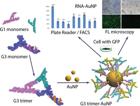 Gold Nanoparticles As Carriers For Functional Rna Nanostructuresbioconjugate Chemistry X Mol