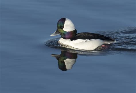 bufflehead audubon field guide