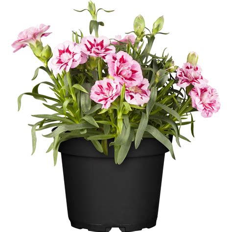 Obi Garten Nelke Oskar Topf Ca Cm Dianthus Kaufen Bei Obi