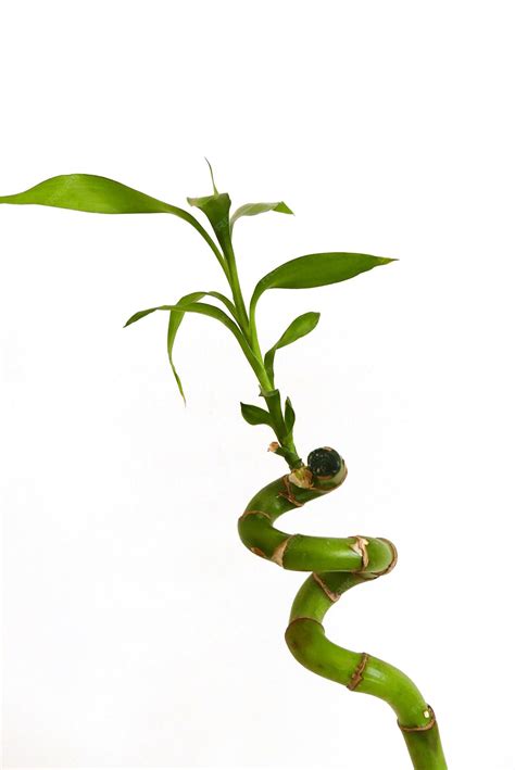 Bamboo tree seedlinggrowing bamboo tree in jar as ornamental