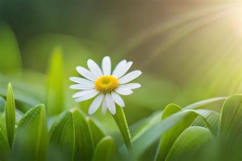 Ein gänseblümchen in einem grünen grasfeld mit der sonne dahinter