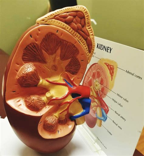 Kidney Education - New Mexico Kidney Foundation