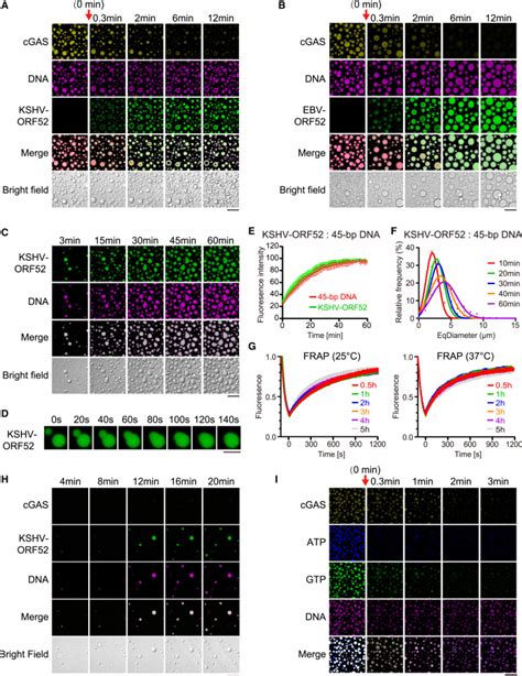 Viral Tegument Proteins Restrict Cgas Dna Phase Separation To Mediate