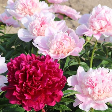 Membership Non Profit Dues American Peony Society