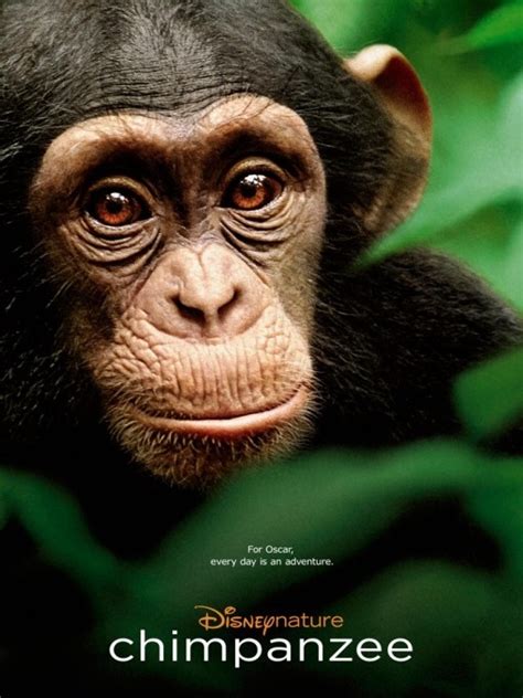 Walt Disney's Chimpanzee (2012) | Bud's Reviews