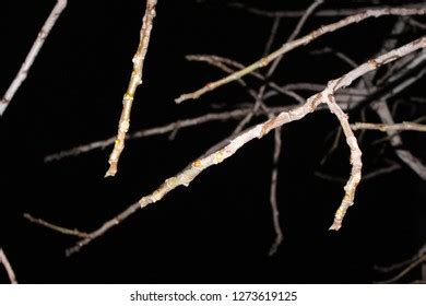 Black Tree Background Fig Tree Night Stock Photo 1273619125 | Shutterstock